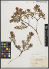 Foto von Salix starkeana Willd.